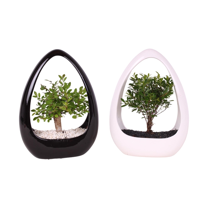 <h4>Bonsai Mixed pot ø15cm in ø23cm Ikebana Ceramic in Black/White</h4>