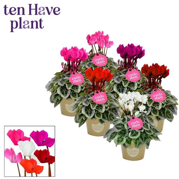 <h4>Cyclamen Picasso Mix P11</h4>
