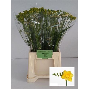 Fr Du Boulevard 22gr