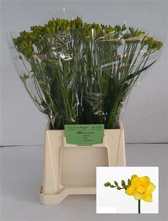 <h4>Fr Du Boulevard 22gr</h4>