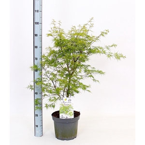 ACER PA SEIRYU