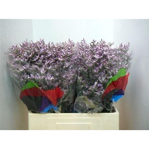 Lim Safora Lilac