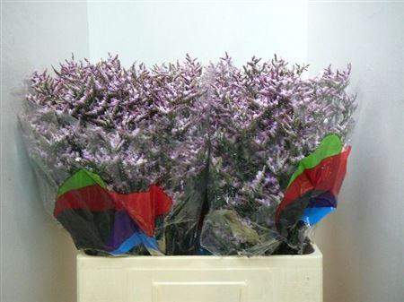 <h4>Lim Safora Lilac</h4>