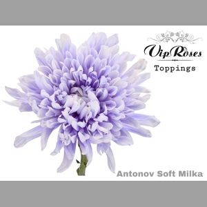 CHR G ANTONOV SOFT MILKA