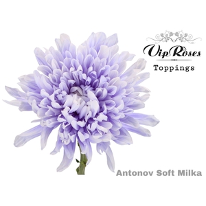 CHR G ANTONOV SOFT MILKA