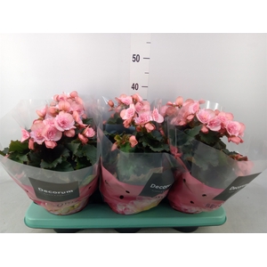 Begonia elat. DU 'Move2Joy Pink'