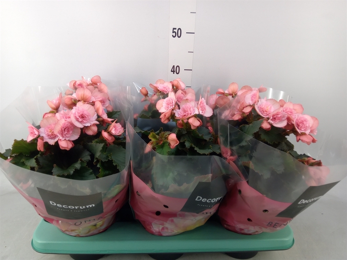 <h4>Begonia elat. DU 'Move2Joy Pink'</h4>