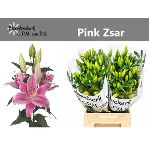 LI OR PINK ZSAR