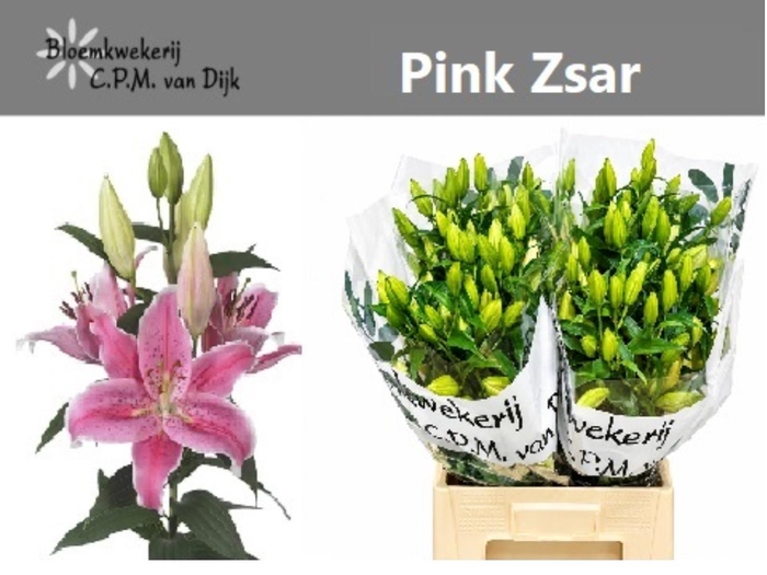 <h4>LI OR PINK ZSAR</h4>