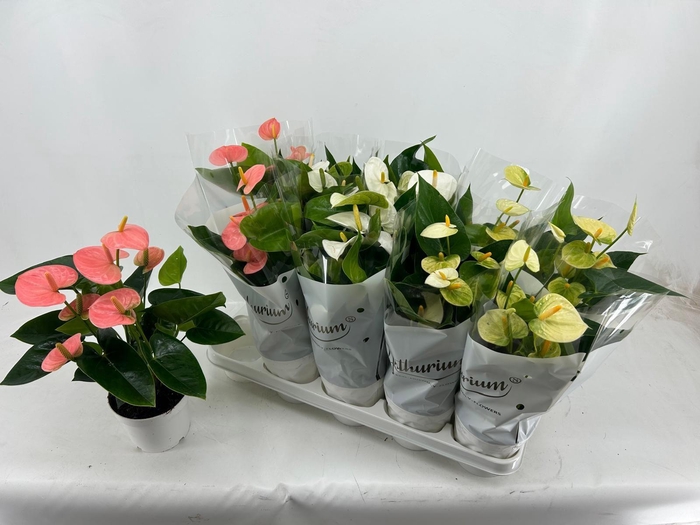 <h4>ANTHU AN GEM 3 KL</h4>