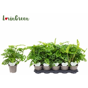 .Monstera obliqua (leichtlinii)