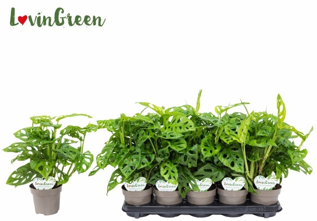 <h4>.Monstera obliqua (leichtlinii)</h4>