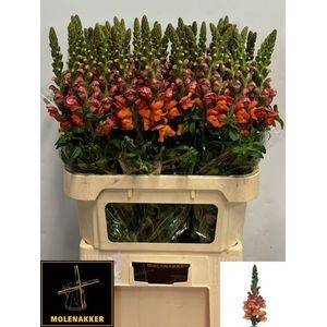 <h4>Antir Avignon D Orange Molenakker</h4>