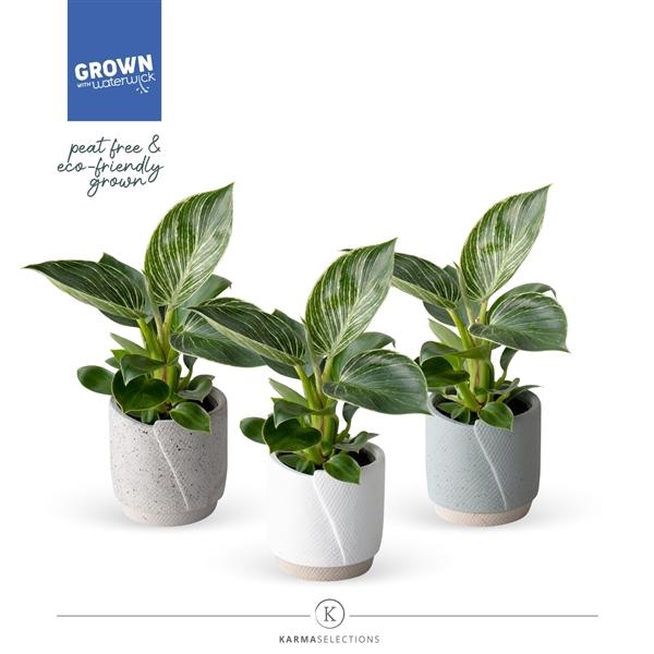 <h4>Mimesis Philodendron KARMA White Stripe 9cm | Evy</h4>