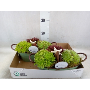 Arr.  Sempervivum L%