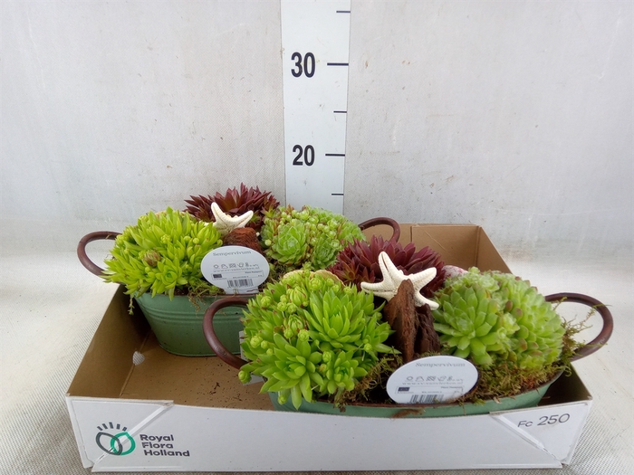 <h4>Arr.  Sempervivum L%</h4>