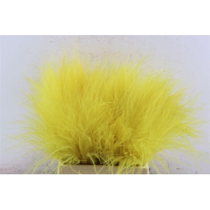 Dried Stypha Yellow(10 Toef) Bunch