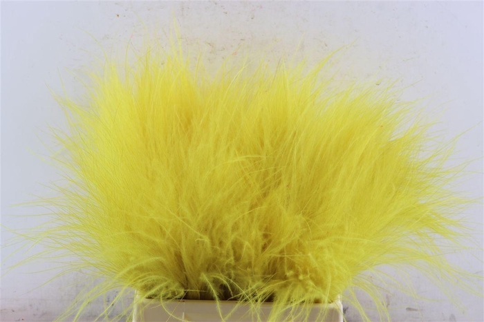 <h4>Dried Stypha Yellow(10 Toef) Bunch</h4>