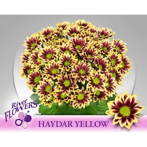 CHR T HAYDAR YELLOW