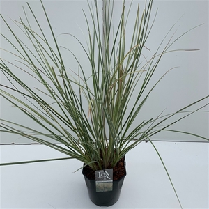 Graminées Cortederia sell. 'Mini Silverpampas'