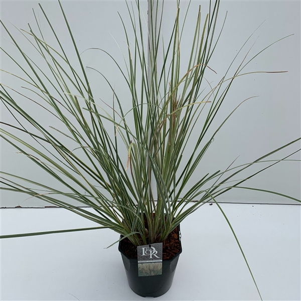 <h4>Cortaderia sell. 'Mini Silverpampas'</h4>