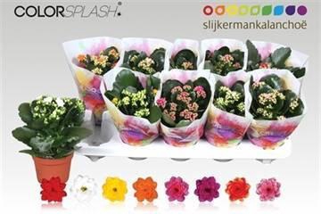 <h4>KAL GE GEM 7 KL</h4>