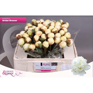 Paeonia Bridal Shower | Heavy Quality