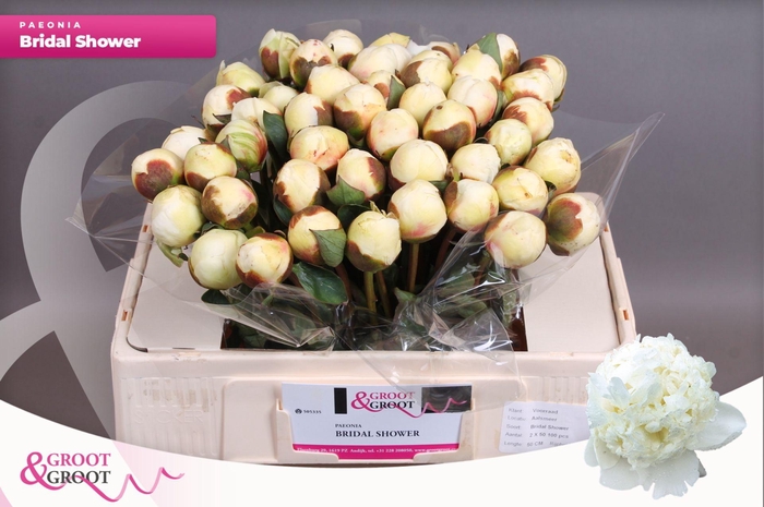 <h4>Paeonia Bridal Shower | Heavy Quality</h4>