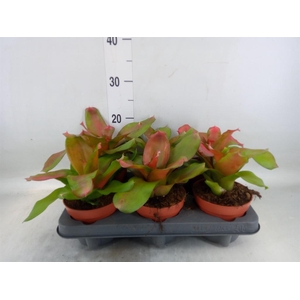 Neoregelia   ...