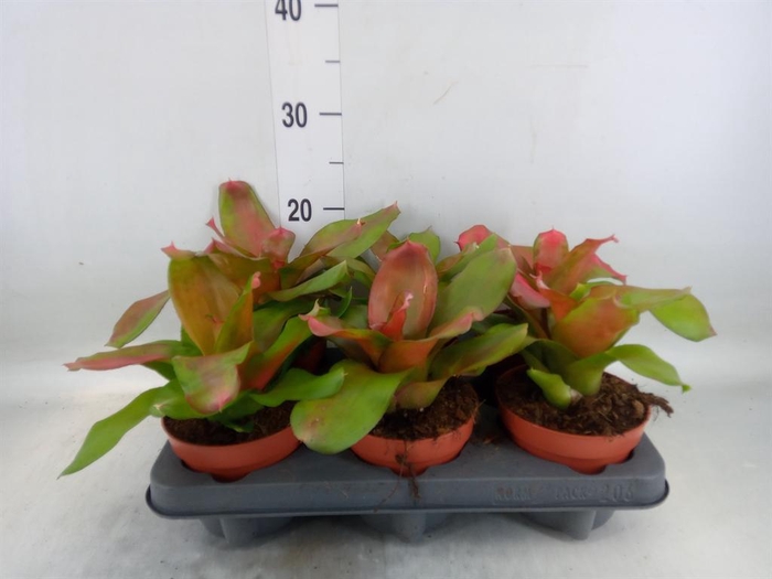 <h4>Neoregelia   ...</h4>