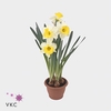 Narcissus Attraction 12Ø 15cm