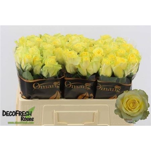 R Gr Minion Rose
