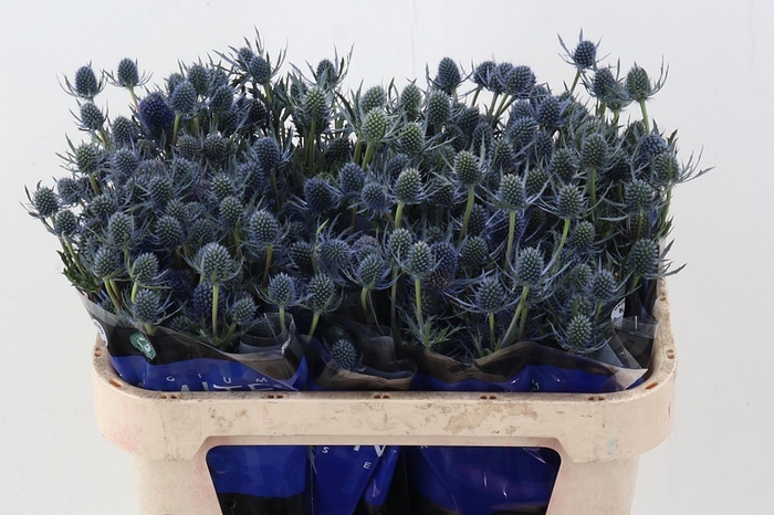 <h4>Eryng Blue Dynamite 80cm</h4>