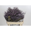 Limonium Safora Lilac