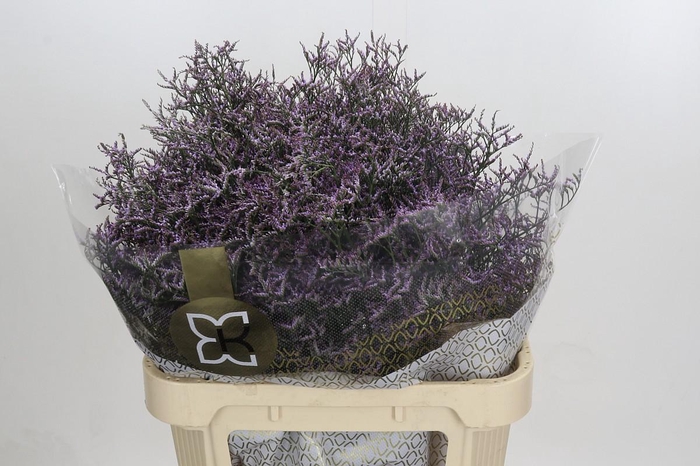 Limonium Safora Lilac