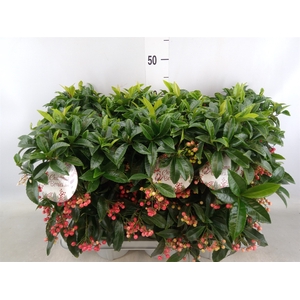 Ardisia crenata 'Bos Premium'