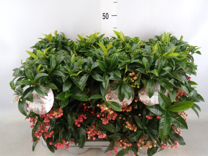 <h4>Ardisia crenata 'Bos Premium'</h4>