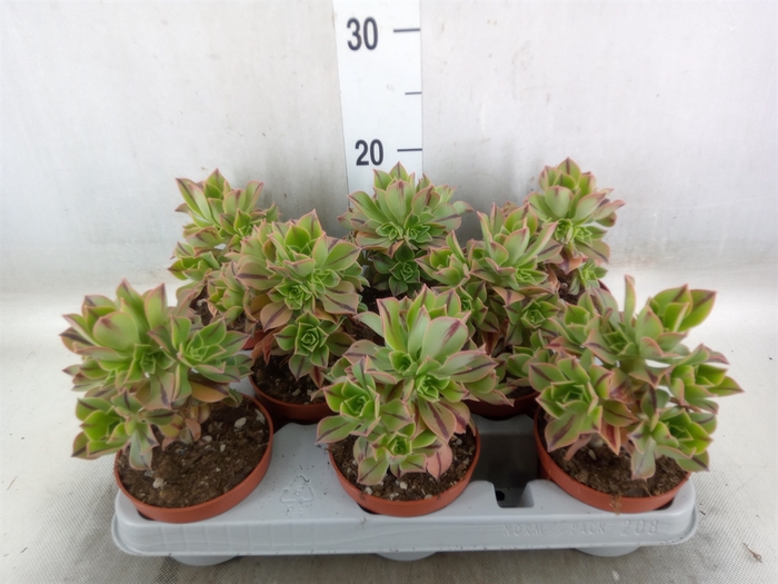 <h4>Aeonium   ...</h4>