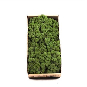 MOSSEN IJSLANDMOS REINDEER