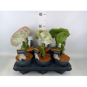 Euphorbia lactea 'Cristata'