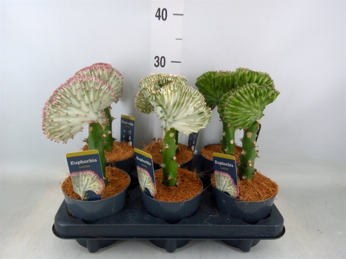 <h4>Euphorbia lactea 'Cristata'</h4>