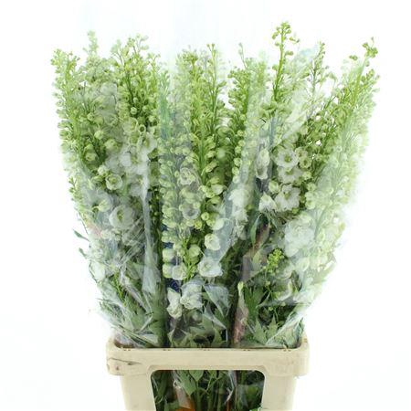 <h4>Delphinium Aurora White Super</h4>