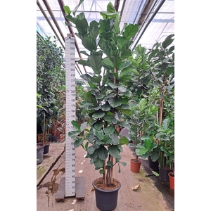 Ficus Lyrata vertakt 300