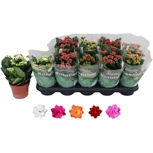 KALAN CALAN MIX ROSALINA P12