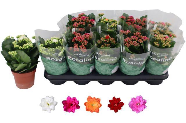 <h4>KALAN CALAN MIX ROSALINA P12</h4>