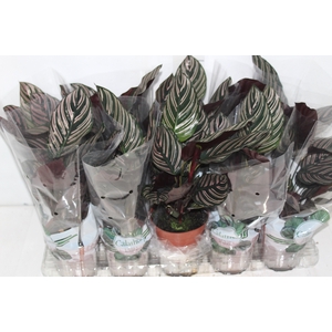 CALATHEA ORNATA P12
