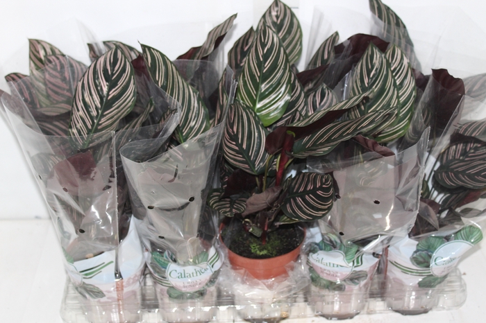 <h4>CALATHEA ORNATA P12</h4>