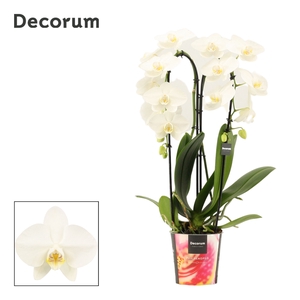 Phalaenopsis cascade 2 tak wit (Decorum)