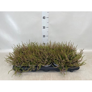 Calluna vulg. 'Tib'