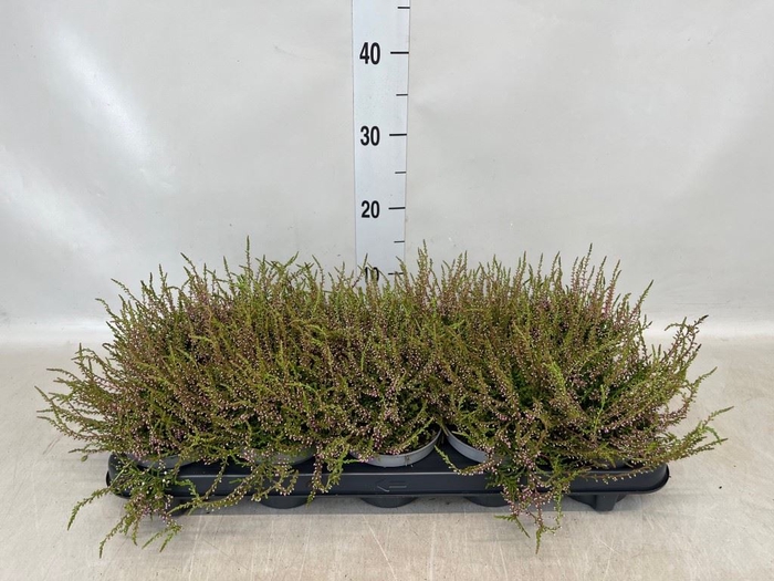 <h4>Calluna vulg. 'Tib'</h4>